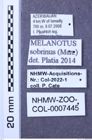 Etiketten zu Melanotus sobrinus (NHMW-ZOO-COL-0007445)